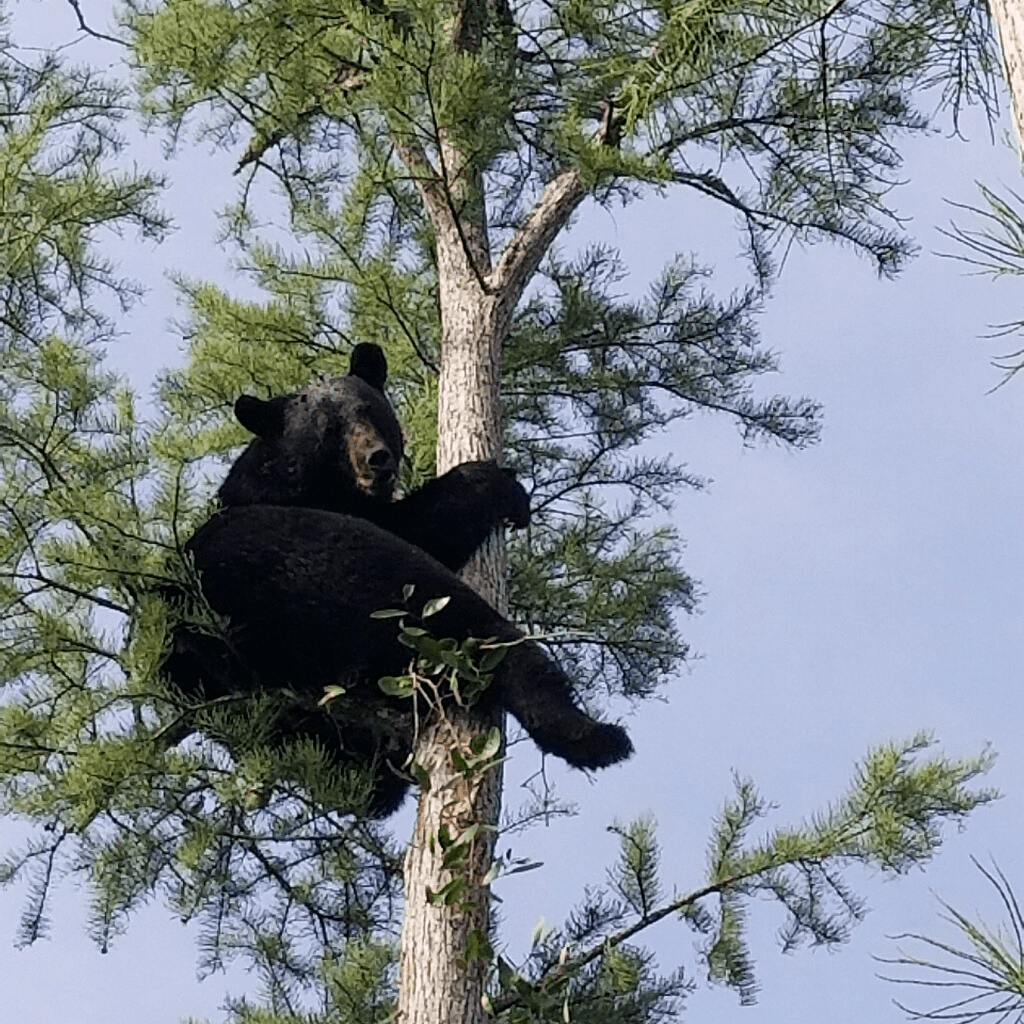 Bear Hunts