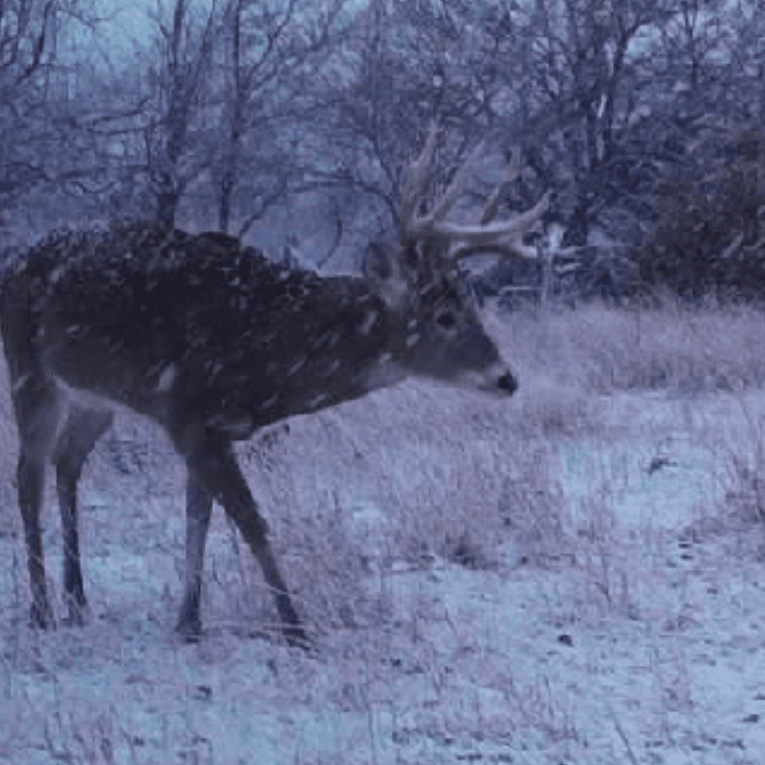 Deer Hunts