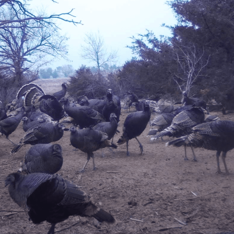 Turkey Hunts